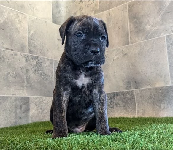 Disponibile Cane Corso Cuccioli.... | Foto 1