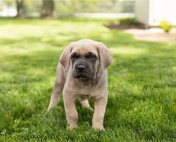 Disponibile Cane Corso Cuccioli.... | Foto 0