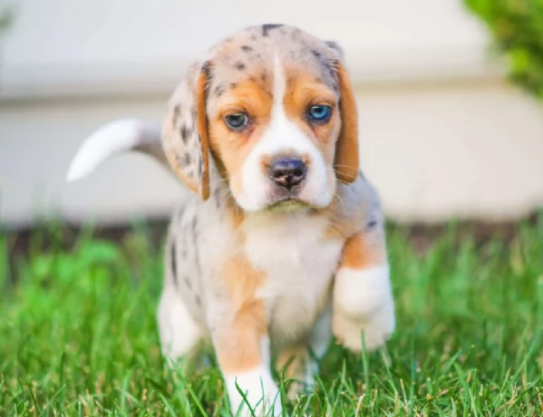 Adorabili cuccioli di Beagle Merle