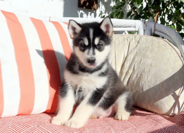 Alaskan Malamute