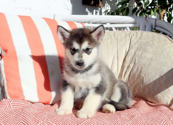Alaskan Malamute | Foto 1