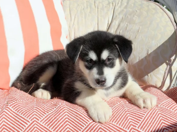 Alaskan Malamute | Foto 0