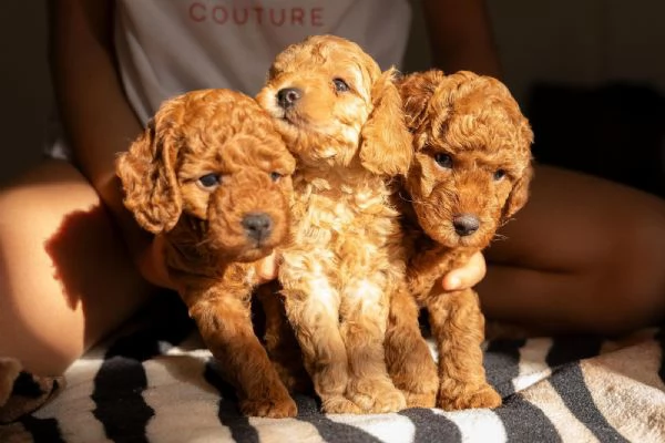 Barboncino nano ROSSO cuccioli in vendita