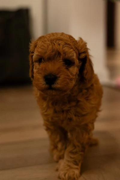 Barboncino nano ROSSO cuccioli in vendita | Foto 6