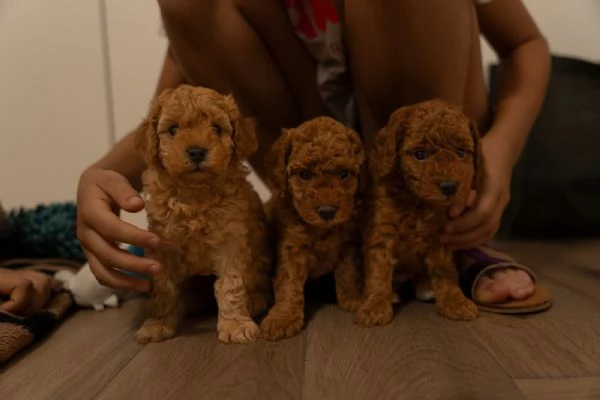Barboncino nano ROSSO cuccioli in vendita | Foto 4