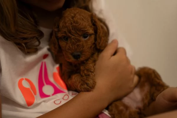 Barboncino nano ROSSO cuccioli in vendita | Foto 3