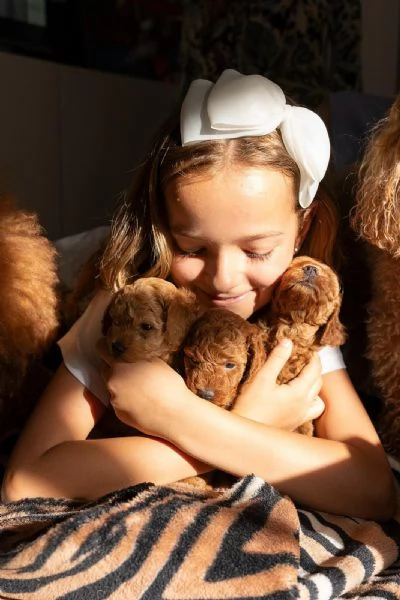 Barboncino nano ROSSO cuccioli in vendita | Foto 0