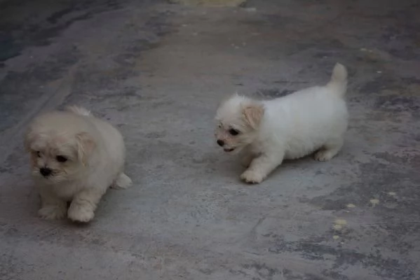 Disponibili due cuccioli maltesi di prima classe | Foto 6