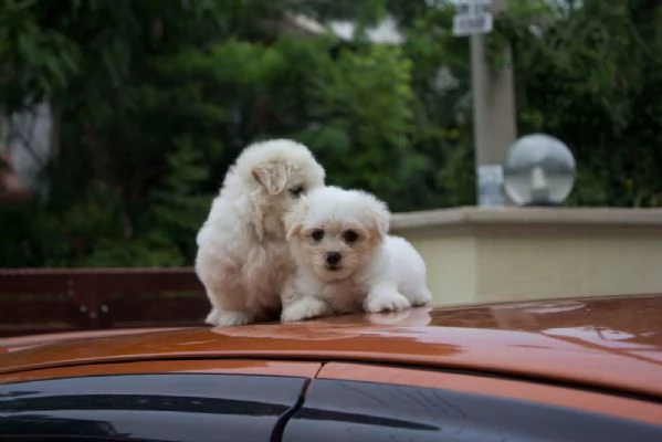 Disponibili due cuccioli maltesi di prima classe | Foto 5