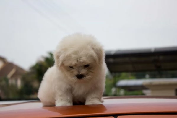 Disponibili due cuccioli maltesi di prima classe | Foto 4