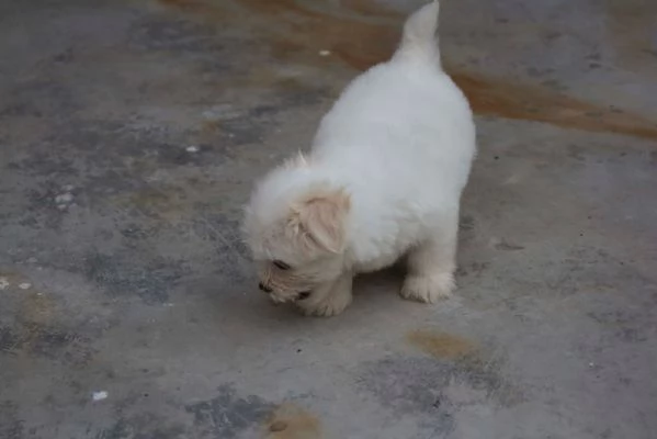 Disponibili due cuccioli maltesi di prima classe | Foto 2