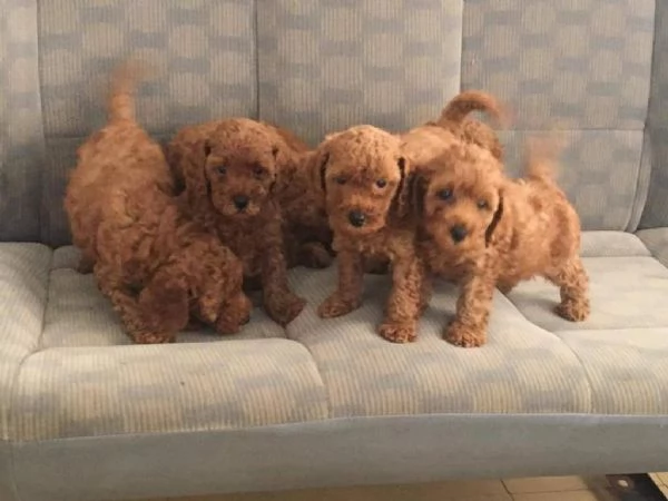 Regala dei cuccioli di barboncino
