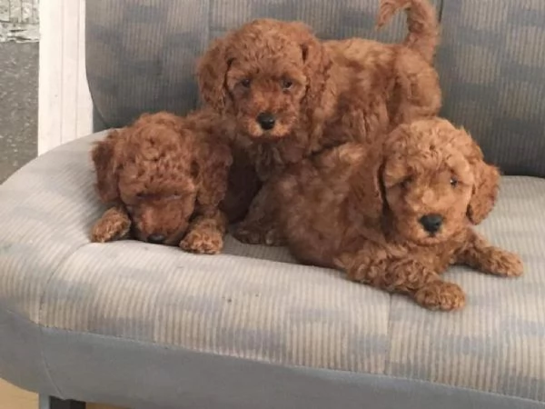Regala dei cuccioli di barboncino | Foto 1