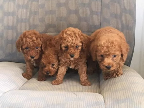 Regala dei cuccioli di barboncino | Foto 0