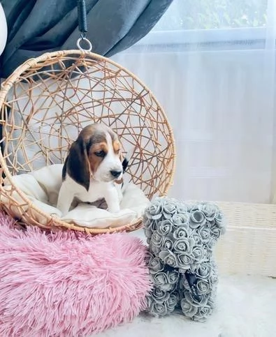 Regala dei cuccioli di Beagle