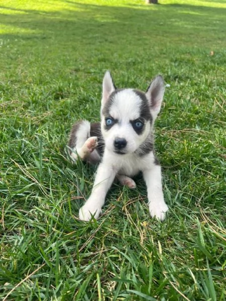 Regala dei cuccioli di Husky | Foto 0