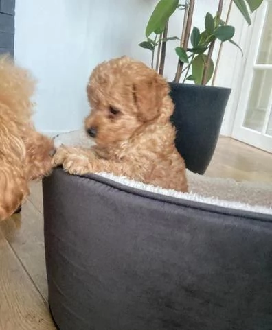 Regala cuccioli di Barboncino | Foto 0