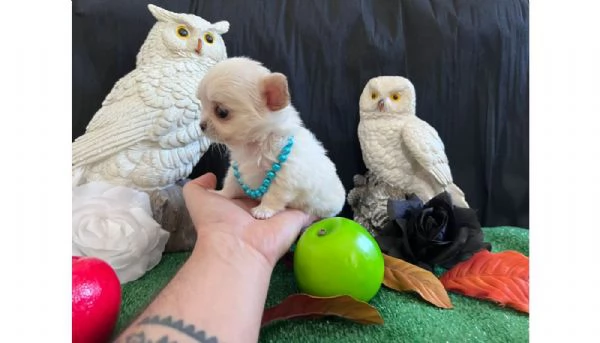 Chihuahua maschio linea di sangue russa | Foto 1