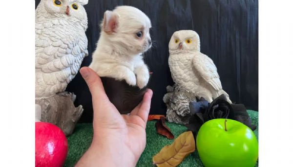 Chihuahua maschio linea di sangue russa | Foto 0