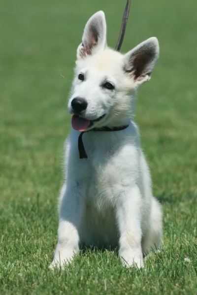 Pastore Svizzero Bianco cuccioli | Foto 6