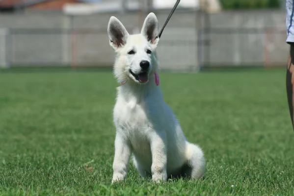 Pastore Svizzero Bianco cuccioli | Foto 5