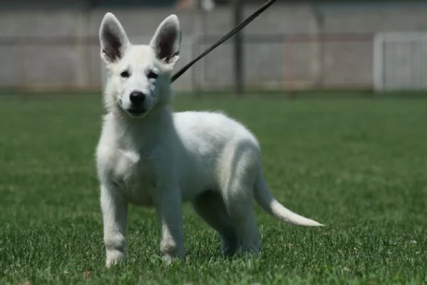 Pastore Svizzero Bianco cuccioli | Foto 4