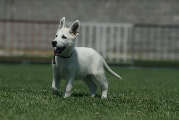 Pastore Svizzero Bianco cuccioli