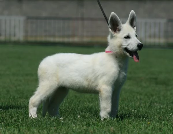 Pastore Svizzero Bianco cuccioli | Foto 3