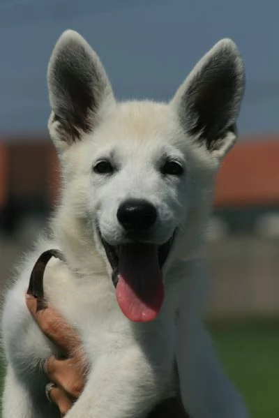 Pastore Svizzero Bianco cuccioli | Foto 2