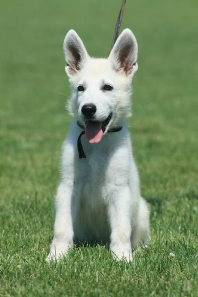 Pastore Svizzero Bianco cuccioli | Foto 1