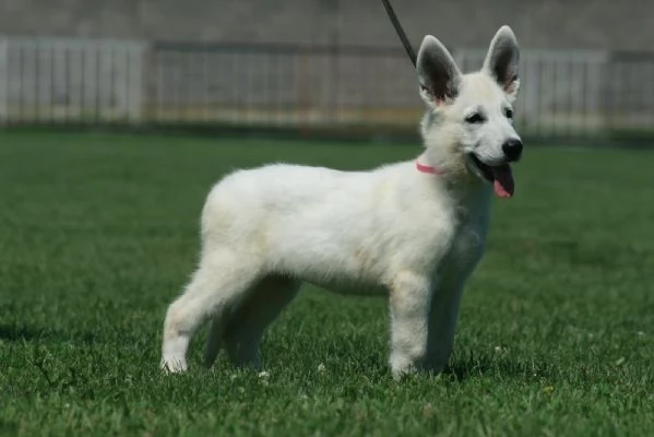 Pastore Svizzero Bianco cuccioli | Foto 0