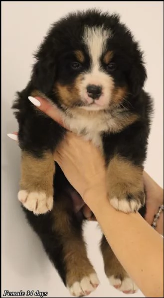 Bovaro del Bernese cuccioli | Foto 6
