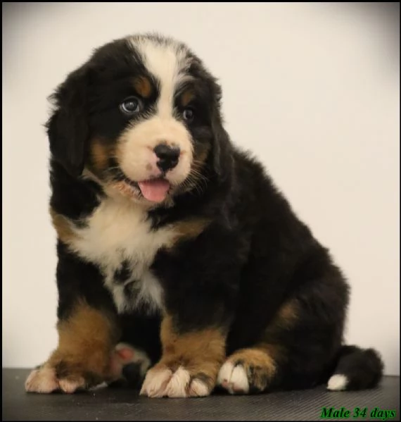 Bovaro del Bernese cuccioli | Foto 5