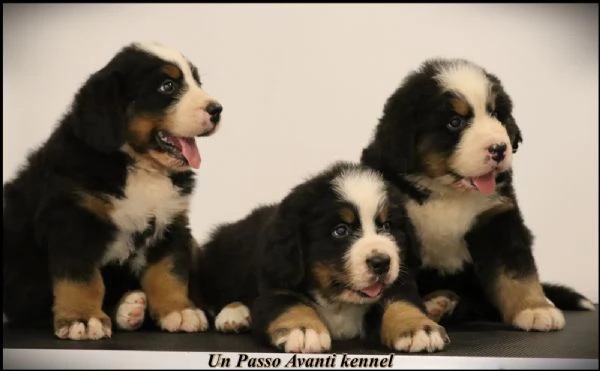Bovaro del Bernese cuccioli