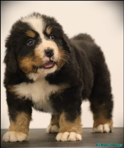 Bovaro del Bernese cuccioli | Foto 4