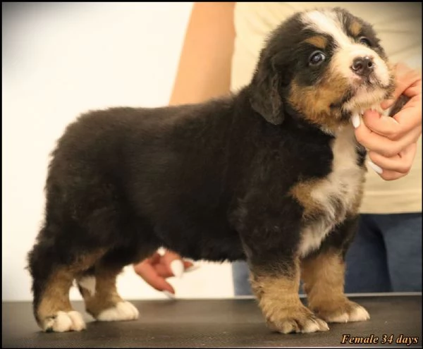 Bovaro del Bernese cuccioli | Foto 3