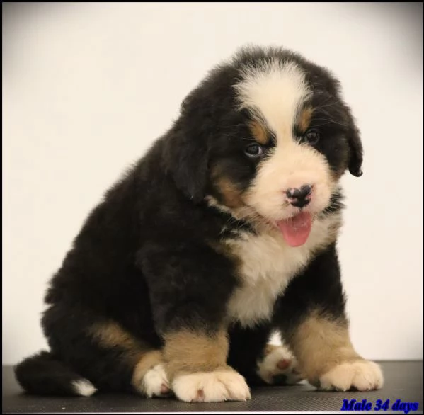 Bovaro del Bernese cuccioli | Foto 2