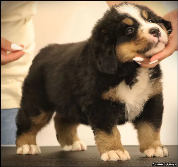 Bovaro del Bernese cuccioli | Foto 1