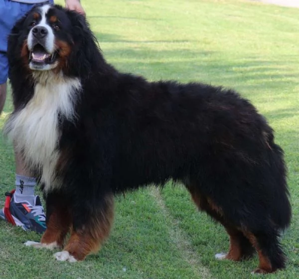 Bovaro del Bernese cuccioli | Foto 0