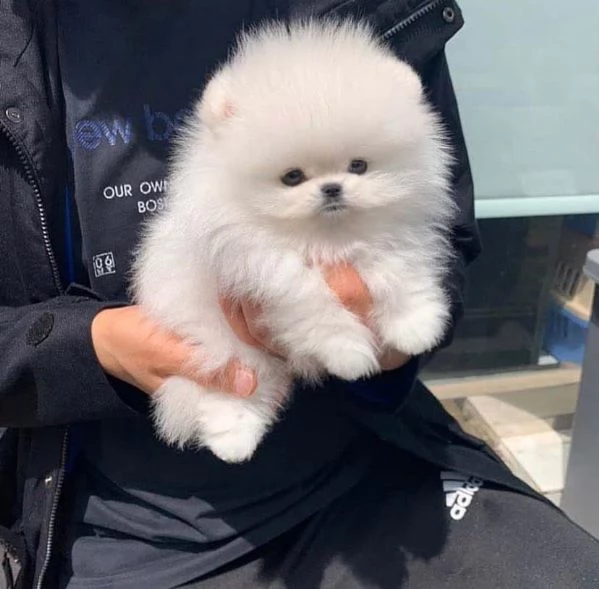 Cuccioli di Pomerania mini toy.