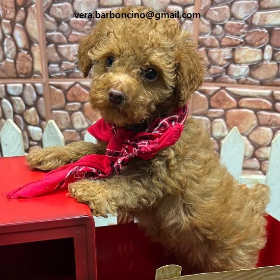 cuccioli di barboncino con documenti Cuccioli maschi e femmine ora disponibili, i nostri cuccioli so