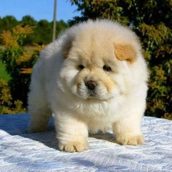 Vendita cuccioli di chow chow