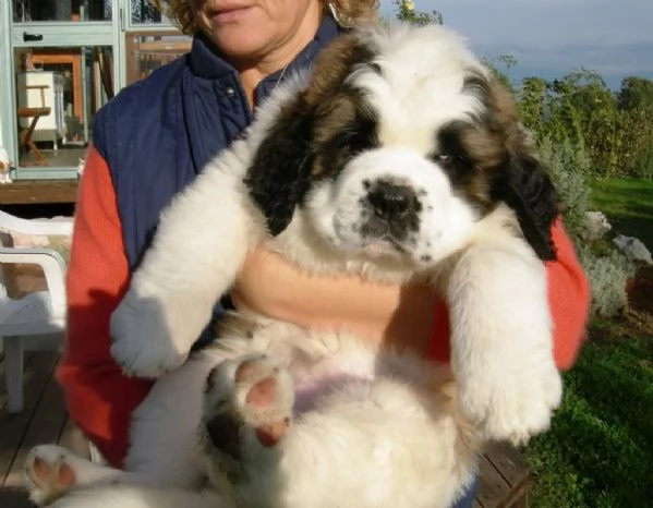 pura razza cuccioli di san bernardo per adozione