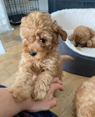 Regala cuccioli di Barboncino