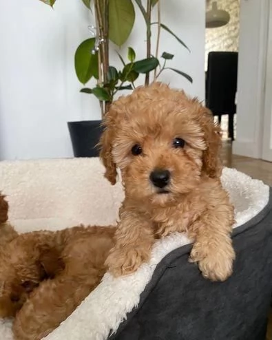 Regala cuccioli di Barboncino | Foto 2