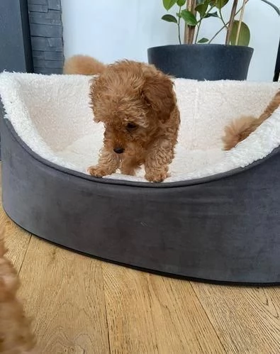 Regala cuccioli di Barboncino | Foto 1