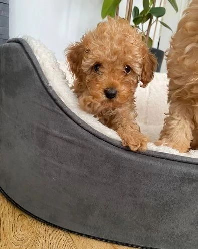 Regala cuccioli di Barboncino | Foto 0
