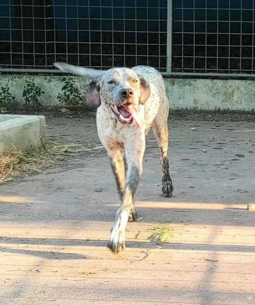 ELLEN mix pointerbracco di 1 anno