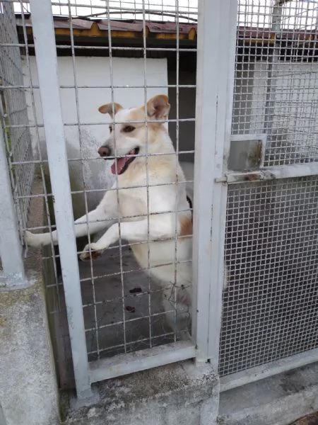 FILIPPO - 6 anni e mezzo - taglia media | Foto 2