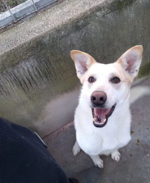 FILIPPO - 6 anni e mezzo - taglia media | Foto 0